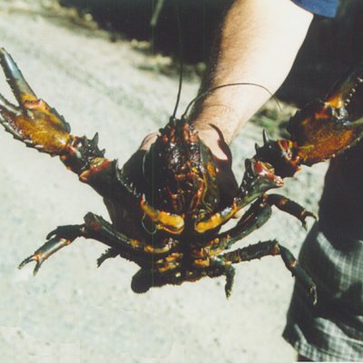 The Euastacus kershawi crayfish.